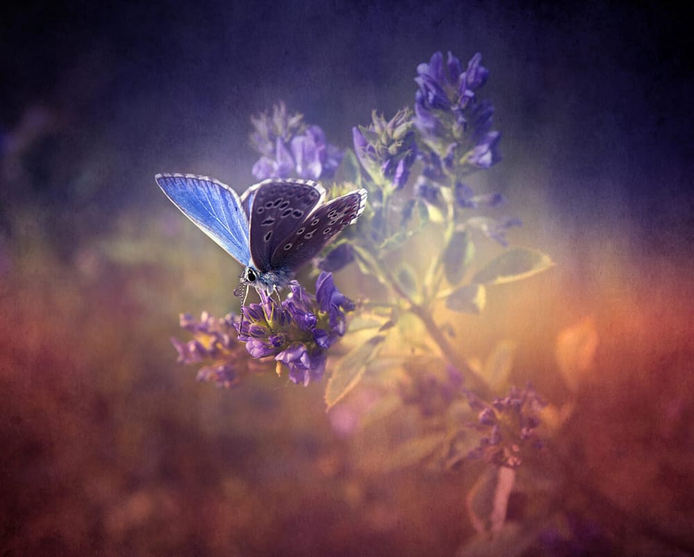 The 4th Natural Law of Healing (Video)